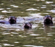 Three river otters peeking their heads above water