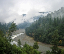 A river runs through a forest. 