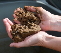 A pair of hands holds sand with sea lamprey larvae burrowed inside.