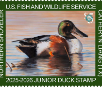 Picture of the 2025 Junior Duck Stamp, drawn by a Texas Artist.