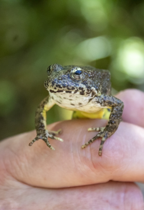 a hand holding a frog