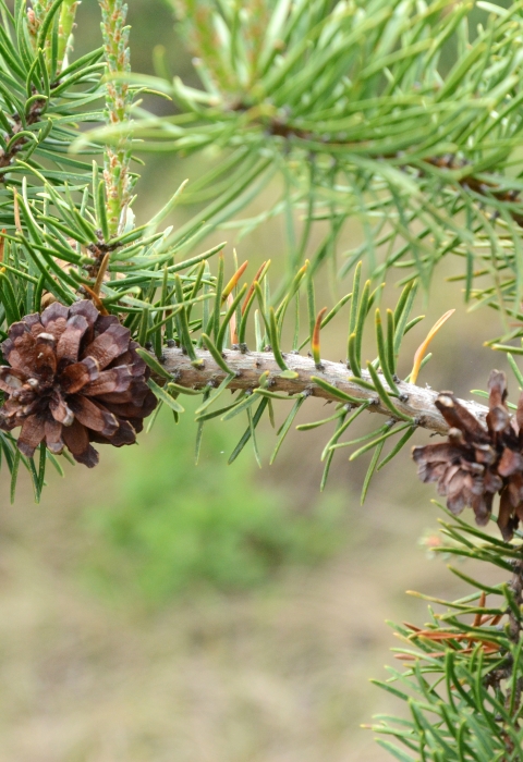 Jack Pine