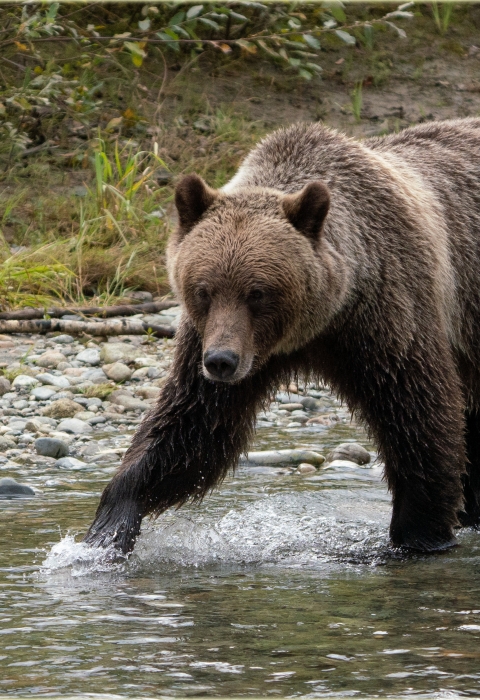 Female Grizzly Bear