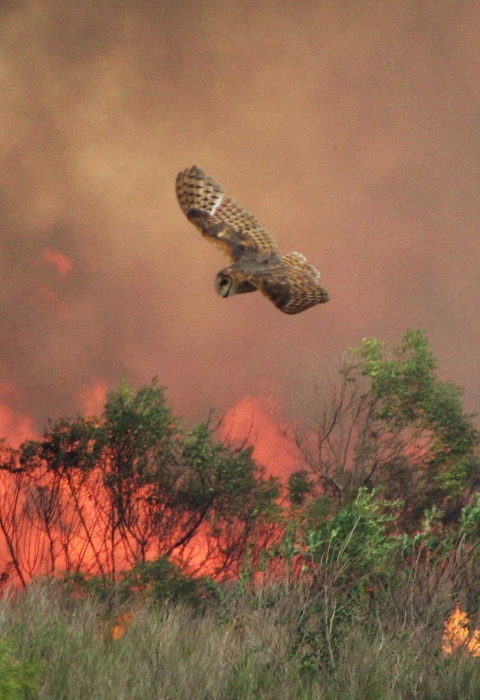 An owl flies over burning vegetation and smoke