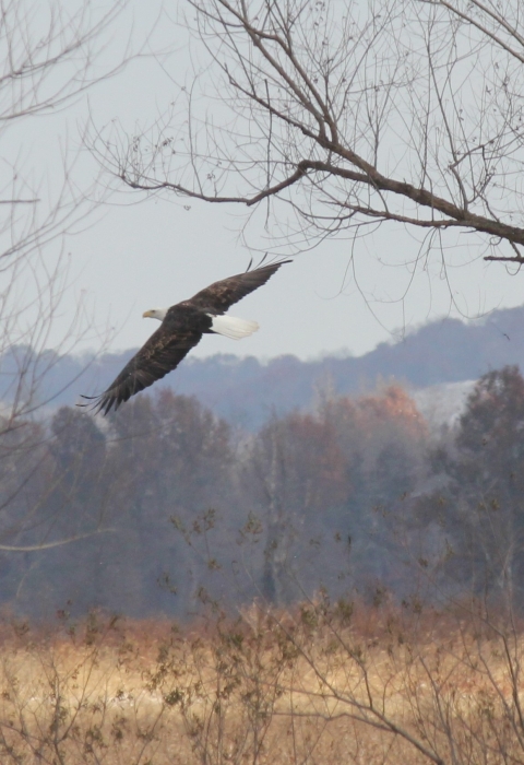 Eagle soaring over Clarence Cannon National Wildlife Refuge