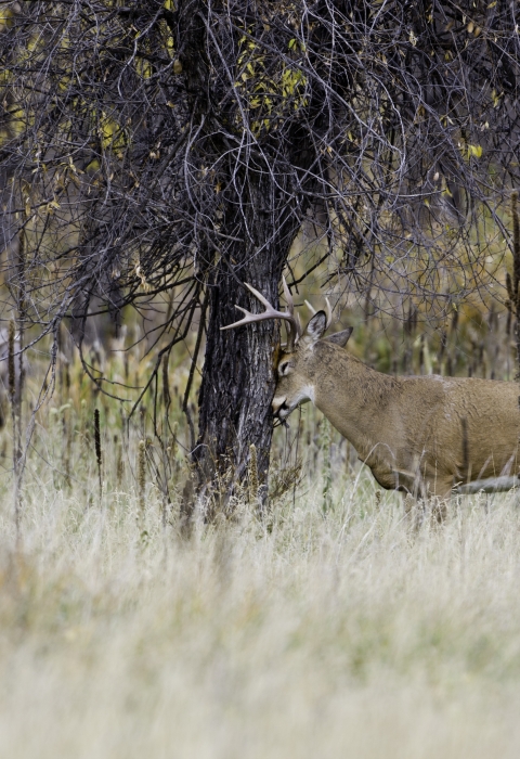 White-tailed deer buck rubbing on tree