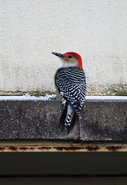 Red-bellied woodpecker perched on a building
