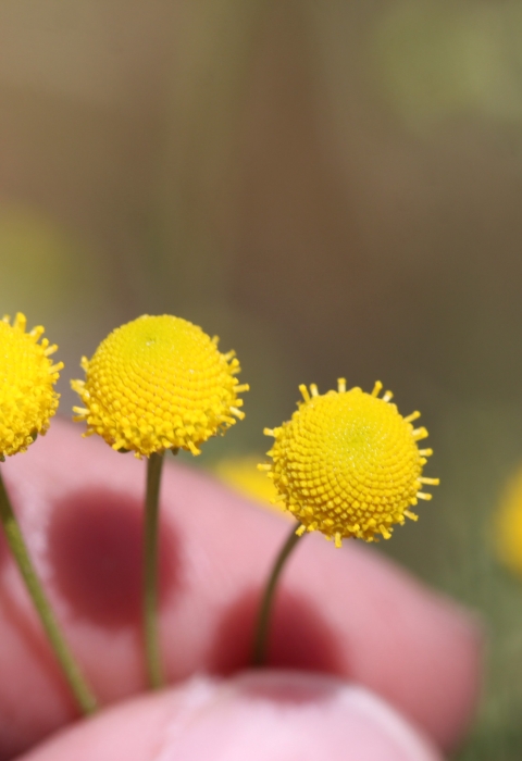 closeup of hand holding yellow flowers between fingers