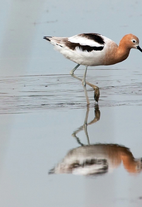 Four tan-black-and-white birds with long gray bills probing sand for food at the beach