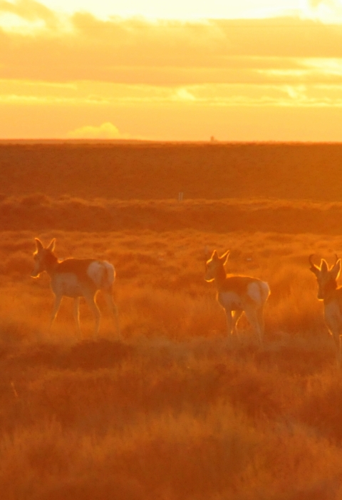 A couple dozen pronghorns running over dry sagebrush land as the setting sun casts an orange glow over the whole scene