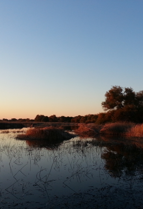A wetland reflects the blue sky with the sun setting off picture. Trees and shrubs glow in the warm light.