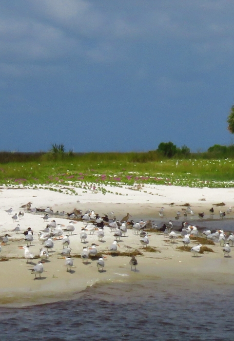 Dozens of shorebirds wading in a coastal area with white sand, green vegetation onshore 