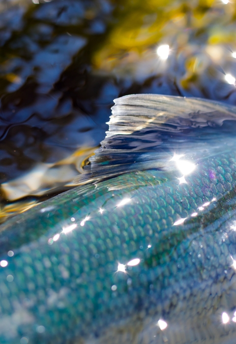 Salmon back and fin
