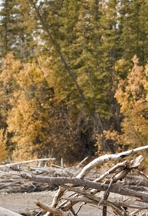 A man in hunting gear standing in a forest opening using a moose call