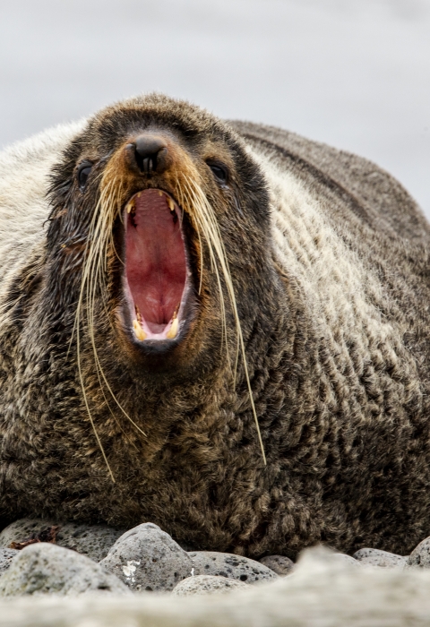 A seal opens its mouth wide while it rests on land at St. Paul Island, within Alaska Maritime National Wildlife Refuge in Alaska.