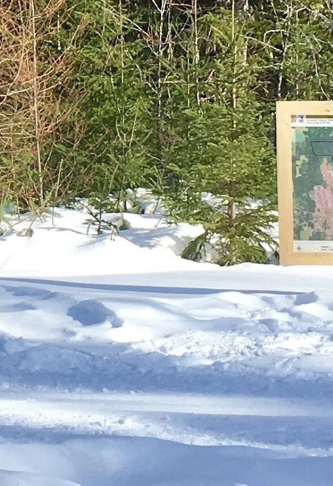 A woman cross-country skiing on a snow-covered trail with directional signs in the foreground and forest in the background