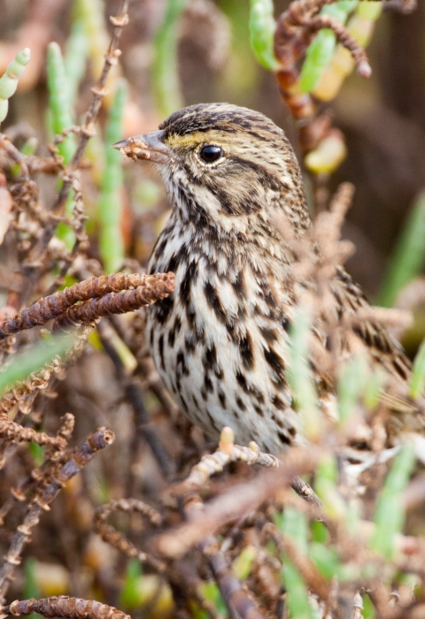 Belding savannah sparrow