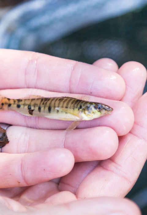 a tiny striped fish laying on a hand