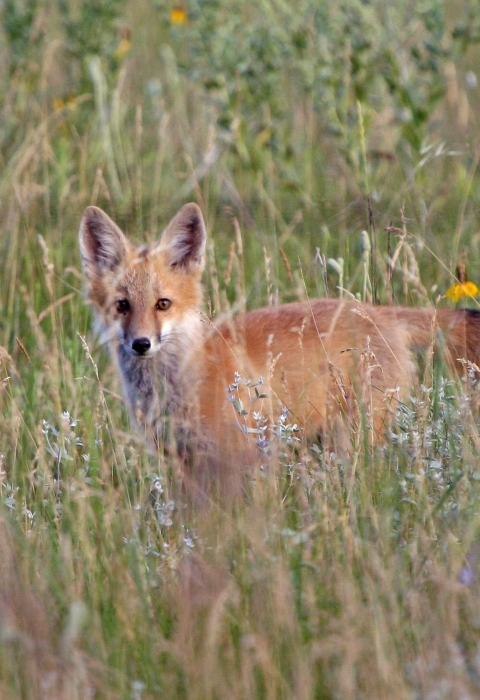 Red Fox in tall grass