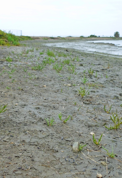 Pickleweed growing in salt pond during low tide