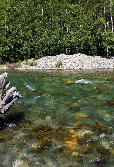 a clear creek with trees in the background