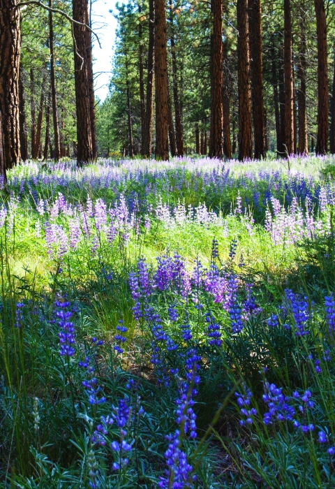 Trees and lupine at Metolius Preserve in Oregon by Bonnie Moreland