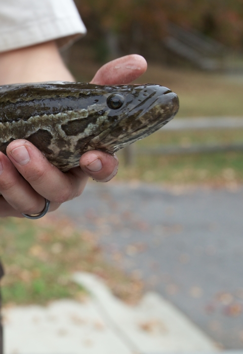 FWS biologist holding a northern snakehead