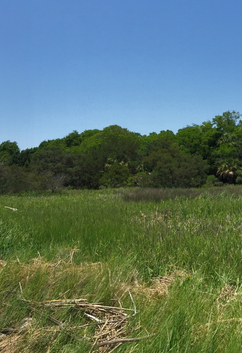 View fron the south end of Tybee NWR looking north up the Savannah River