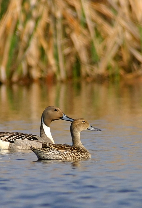 A male and female northern pintail float in open water with cattails in the background. The male is behind the female and has a blue bill, brown head, white neck, and a gray back with long, dark, elegant looking feathers. The female is a mottled brown and sits in front of the male. 