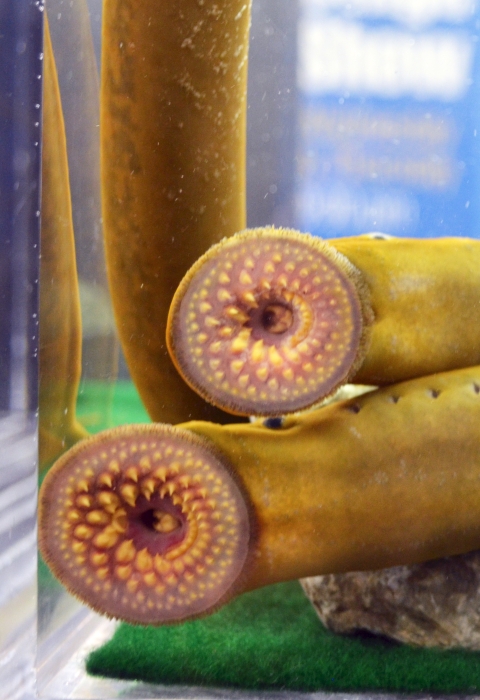 Adult sea lamprey (Petromyzon marinus).