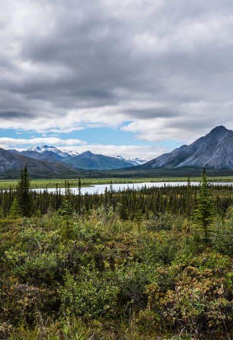 Green tundra and spruce trees with mountains in the distance
