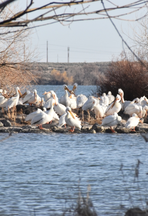 Dozens of American White pelicans sitting on nesting islands in the middle of a lake.