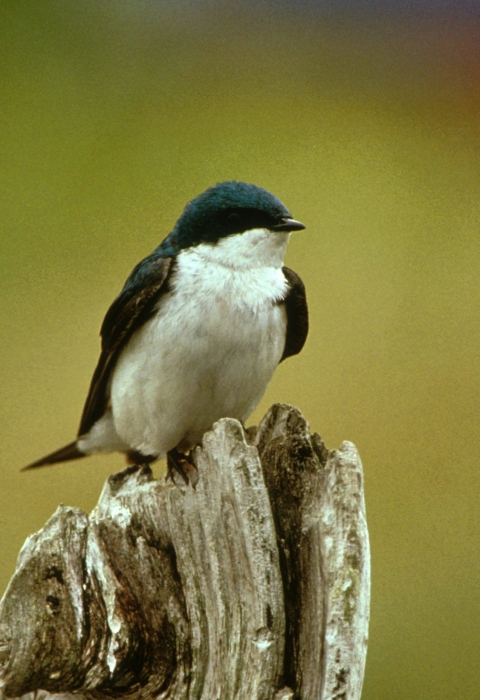 Tree swallow perched