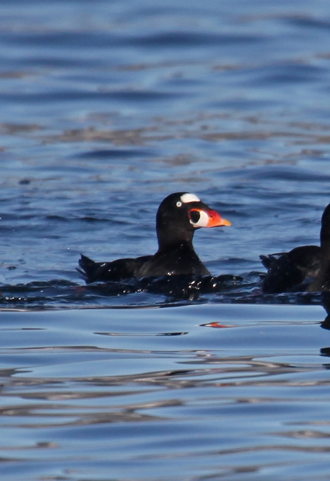 Surf Scoter flock in water.