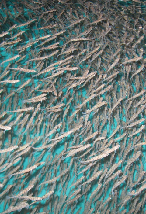 Lake trout fry in a hatchery tank