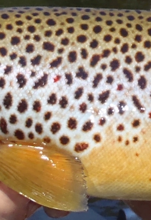 A close-up of a tannish fish with brown spots being held by a person