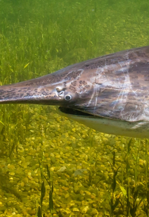 A lone paddlefish swimming. 