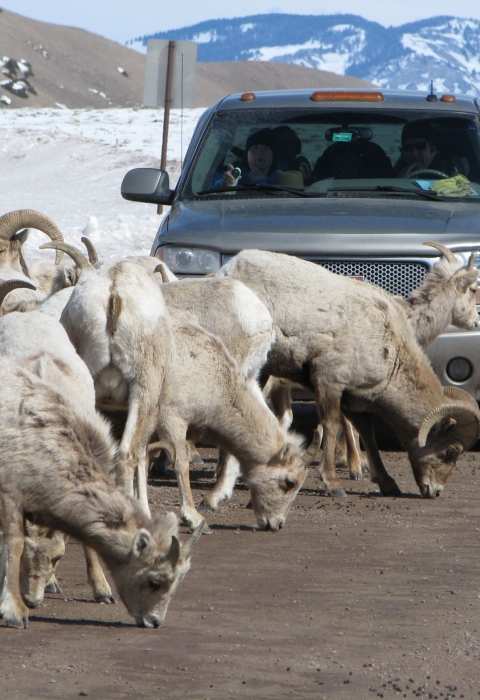 Bighorn sheep block cars on the road at National Elk Refuge in Wyoming.