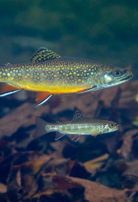 A brown fish with a yellow belly and pink and yellow spots swims in clear water. 