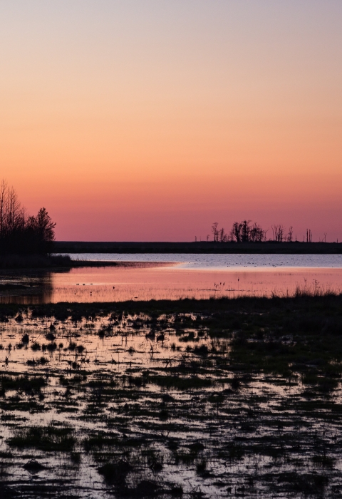 Sunrise over wetland with treeline silhouette in the distance.