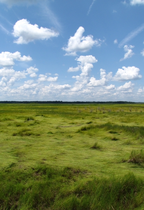 bright and grassy marsh extends with hills and valleys under a blue summer sky