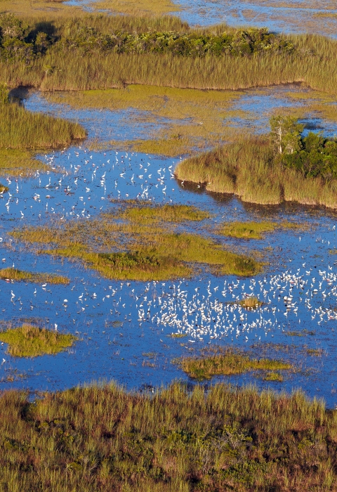 An aerial view shows a large flock of wood storks and other wading birds foraging in a slough last year at Arthur R. Marshall Loxahatchee National Wildlife Refuge in the northern Everglades. 