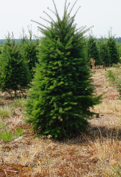 Small coniferous trees at a tree farm