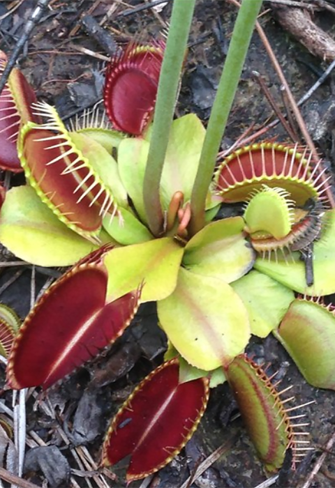 plant low to the ground with clluster of green leaves leading to deep red leaves at the edge that close to trap insects.