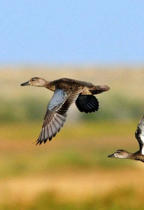 ducks flying