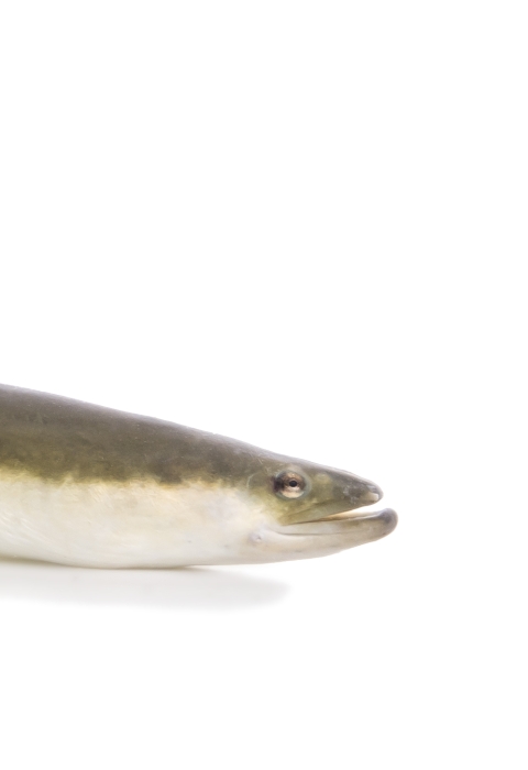 A long eel with a yellow dorsal fin, green coloring on the top, and white coloring on the bottom