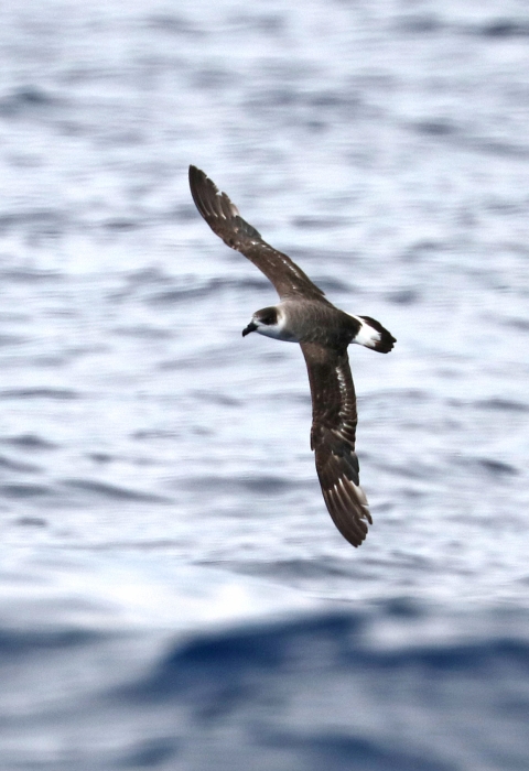 A dark grey bird with black cap flying low over the water