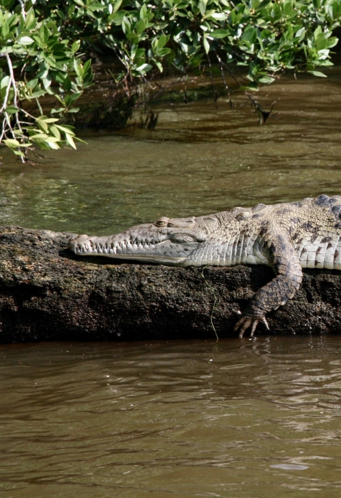A crocodile suns on a log.