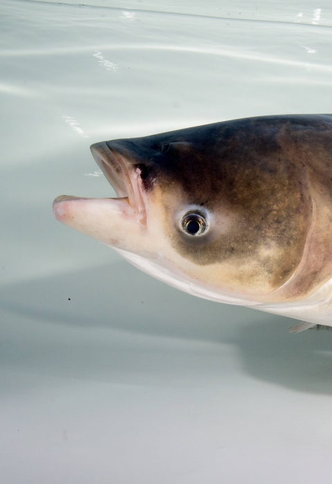 A bighead carp in a tank
