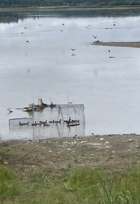 ducks swim in a swim-in trap in a lake